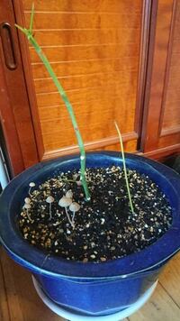 急ぎです 猫がパキラを食べてしまいました パキラは猫にとって有 Yahoo 知恵袋
