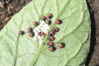 家庭菜園のトマトの葉に 虫の卵のような白いもの ０ １ ２ミリくらい Yahoo 知恵袋