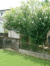 金のなる木の花が終わりました 咲き終わった花をどうしたら良いので Yahoo 知恵袋