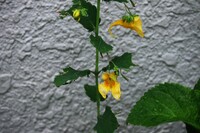 キツリフネが閉鎖花ばかり 鉢のも地生えもです 開放花を増やすには Yahoo 知恵袋