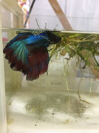 ベタの死因 飼っていたベタが死にました 前々日くらいから餌に反応し Yahoo 知恵袋