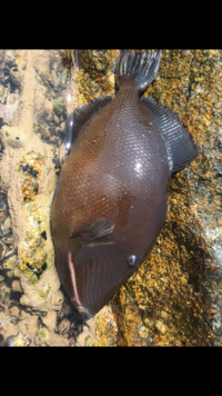 窒息して死んだ魚と しめて死んだ魚とでは どう味が異なりますか Yahoo 知恵袋