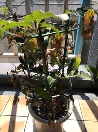 クレマチス ドクターラッペル の花が２年続けて咲きません もう６ Yahoo 知恵袋