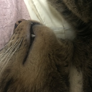 飼い猫の牙に黒い縦線がありますこれって虫歯なんでしょうか 虫歯だった場合どう Yahoo 知恵袋