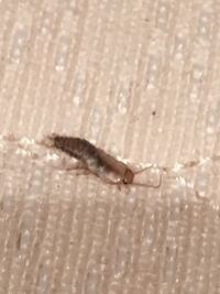 家に変な虫がいました ゴキブリでしょうか 気になります 詳しい方がおられましたら 教えて 住まいの先生 Yahoo 不動産