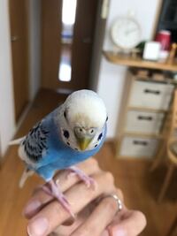 至急お願いしますセキセイインコ以前より発作をおこすセキセイインコを飼 Yahoo 知恵袋