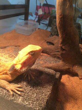 フトアゴヒゲトカゲの雪目の症状について質問です 現在セミアダ Yahoo 知恵袋