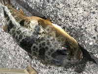 和歌山の雑賀崎でサビキ釣りをしていると引っかかり なんとか釣り上げました こ Yahoo 知恵袋