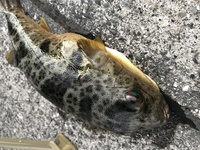 和歌山の雑賀崎でサビキ釣りをしていると引っかかり なんとか釣り上げました こ Yahoo 知恵袋