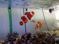 カクレクマノミについての質問です カクレクマノミの寿命はどのくらいでしょう Yahoo 知恵袋