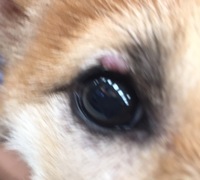 飼い始めた犬の目の上の出来物が気になります これはマイボーム腺腫というもので Yahoo 知恵袋