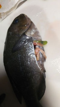 至急 この魚はベラですか 食べられますか オハグロベラといいます 食べれ Yahoo 知恵袋