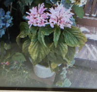 スマホの画面が ピンクがかっています アンドロイドで Yahoo 知恵袋