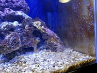 海水魚水槽立ち上げて１ヶ月なのですが 茶色い苔がライブロック 敷砂 Yahoo 知恵袋