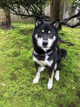 うちの犬よく 凛々しい イケメン と言われるんですけど 具体的に Yahoo 知恵袋