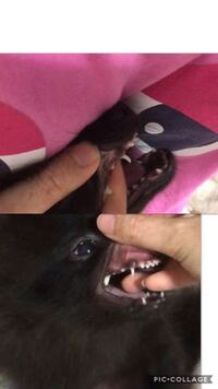犬の歯茎についてです 生後6ヶ月くらいなのですが 最近食欲が減り Yahoo 知恵袋