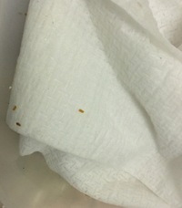 とても困っているので 詳しい方教えてください タンス内に発生する茶色の物体 画像 教えて 住まいの先生 Yahoo 不動産
