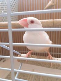 a(*ˊ˘ˋ*)t様専用 シルバー文鳥とクリーム文鳥 趣味/おもちゃ おもちゃ