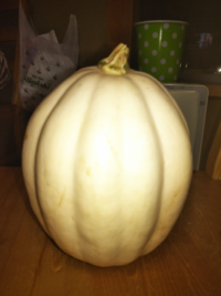 この白い野菜は何かわかりますか 植えてないのに 実がなりました 食 Yahoo 知恵袋