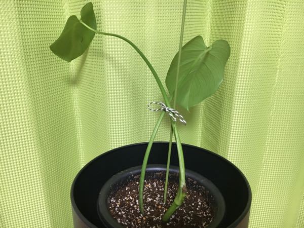 モンステラについて。 - 水挿ししていたモンステラに太めの根が3本