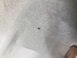 観葉植物を置いてから 写真の小さい虫がいつも2 3ひき顔の周りを飛 Yahoo 知恵袋