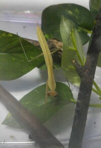 カマキリ幼虫の体の色について質問です 家で飼うようになって１ヶ月ぐ Yahoo 知恵袋