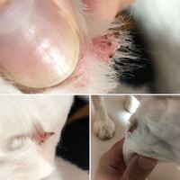 犬エルタシン軟膏0 1 について質問です 8ヶ月になるダック Yahoo 知恵袋