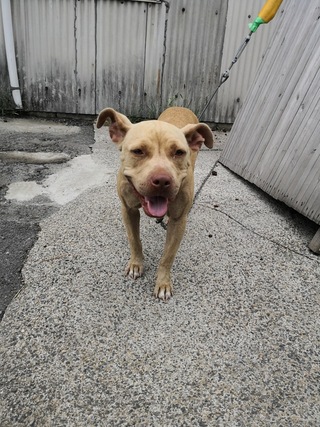 この犬はなんという種類の犬でしょうかメスですが かなり筋肉質な感じです 温厚 Yahoo 知恵袋