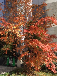 写真の樹の名前を教えて下さい 立川の北口で見た街路樹で 紅葉の時期に撮影した Yahoo 知恵袋