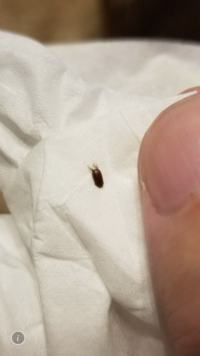画像の虫が家に出てきてビビっています もしかして ゴキブリの幼虫 指と比 教えて 住まいの先生 Yahoo 不動産
