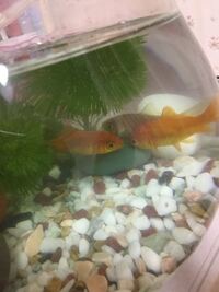 金魚がお互い体を絡め合うような動きをするのですが一体なんなのでしょうか Yahoo 知恵袋