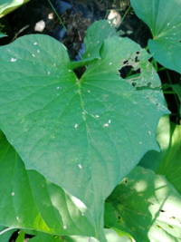 家庭菜園でさつまいもを 栽培しています 写真の様に葉に白い虫 Yahoo 知恵袋