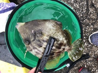 この魚は食べれるカワハギでしょうか カワハギの仲間には毒持ちも居ると聞い Yahoo 知恵袋