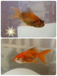 この２匹の金魚は何という名前の金魚ですか 一昨日うちの娘が金魚すく Yahoo 知恵袋