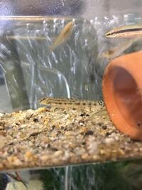 ホトケドジョウとメダカを一緒に入れています 今は大丈夫だと思うので Yahoo 知恵袋