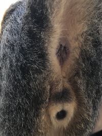猫お尻写真注意 この子猫ってオスですかメスですか 女の子ち Yahoo 知恵袋