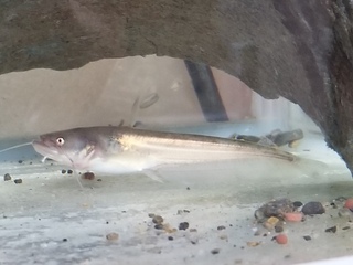 琵琶湖の近くでとれたナマズの稚魚なのですが これは何ナマズですか 生物学部の Yahoo 知恵袋