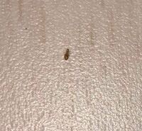 小さな虫最近 家の中で写真の小さな 0 5ミリ以下くらい 虫が発生してしまっ Yahoo 知恵袋