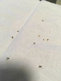 このような茶色の小さい虫が家に多発しています お米かな って思った Yahoo 知恵袋