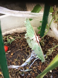 朝トマトの茎に緑の葉っぱの擬態系な蛾がいましたかなり大きく幅10セ Yahoo 知恵袋