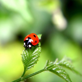 てんとう虫は 昆虫なのに何故かわいいんですか 虫が嫌いな人にとっては Yahoo 知恵袋