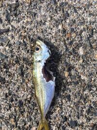 泳がせ釣りをしていたのですが ほとんどこの食われ方をしています なんの魚が食 Yahoo 知恵袋