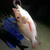 薄ピンク 白 のような色をした魚の名前が分かる方いたら教えてください Yahoo 知恵袋