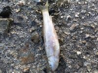 この魚って何ですかね 田んぼの用水路で 台風の後大量死してました メダ Yahoo 知恵袋