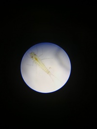 小5です 顕微鏡を使った自由研究をやります 見たらおもしろいとか や Yahoo 知恵袋