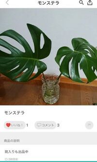 このﾓﾝｽﾃﾗの種類を教えてください 母に枝を貰って育てていたら Yahoo 知恵袋