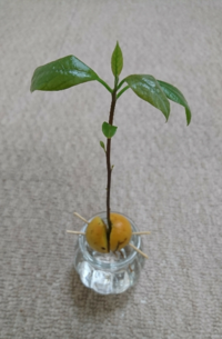 アボカドの鉢への植え替えについて 6月下旬からアボカドを水耕栽培して Yahoo 知恵袋