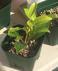 バジルの摘芯を行おうと 根のはった高さセンチくらいのバジルの苗をカ Yahoo 知恵袋