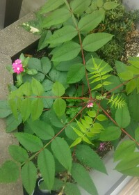 この植物の名前を教えてください 特徴は赤い茎 ギザギザの葉っぱです Yahoo 知恵袋