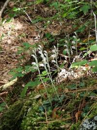 富士樹海ではコンパスが狂うかどうか真実を教えてください こ Yahoo 知恵袋